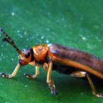 Galerucella Beetle