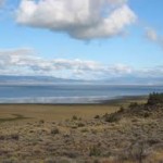 Sage Grouse